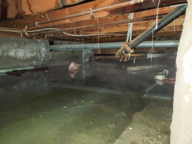 Best Water damage restoration experts  in USA